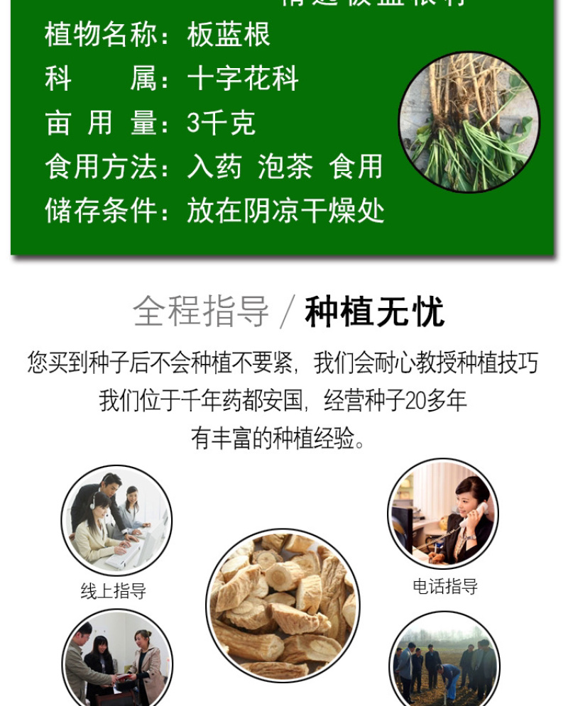 板蓝根种子，中药材种子，四季播种青蓝定根