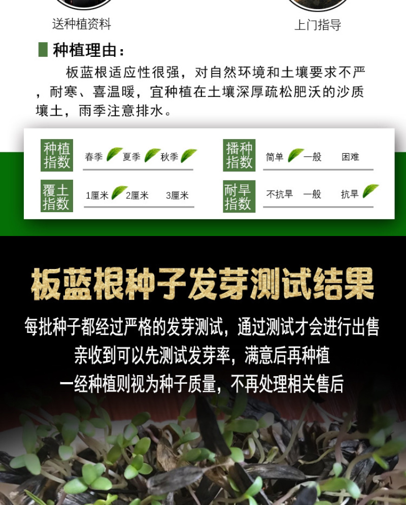 板蓝根种子，中药材种子，四季播种青蓝定根