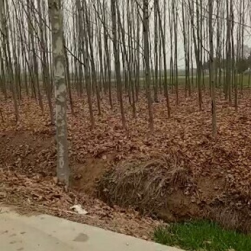 法桐