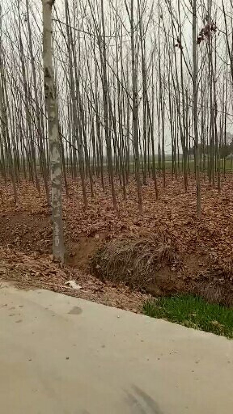 法桐