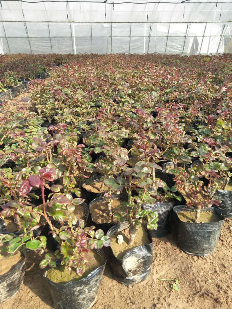 丰花月季，常年供应各种宿根草花绿化苗木等