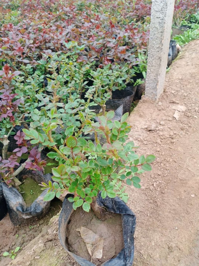 丰花月季，常年供应各种宿根草花绿化苗木等