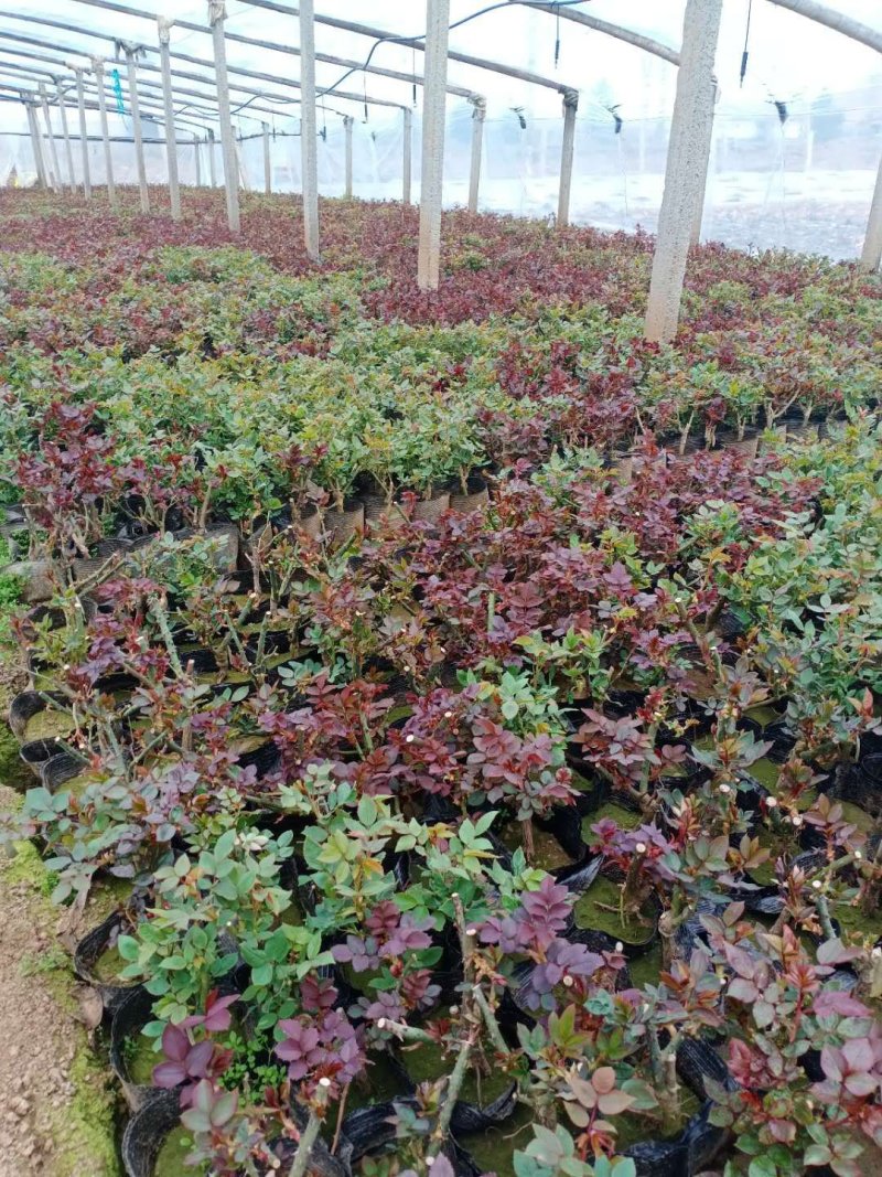 丰花月季，常年供应各种宿根草花绿化苗木等