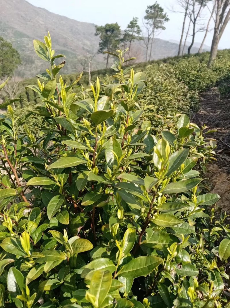 （包邮）信阳毛尖单芽，细嫩，芽头匀称，口感杠杠的全国发货