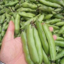大角白蚕豆和小角青蚕豆，货源充足量大从优精品货