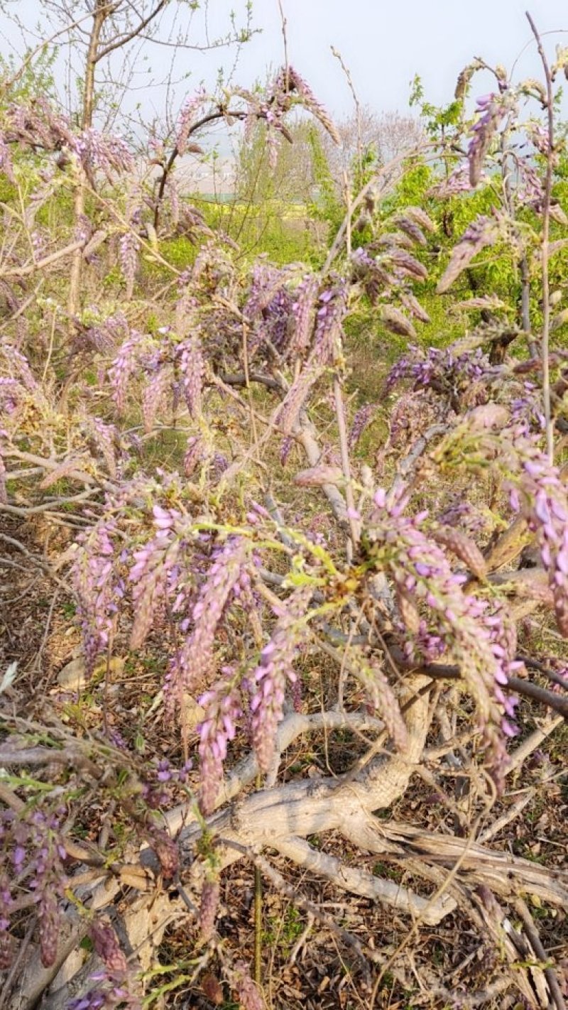葛花