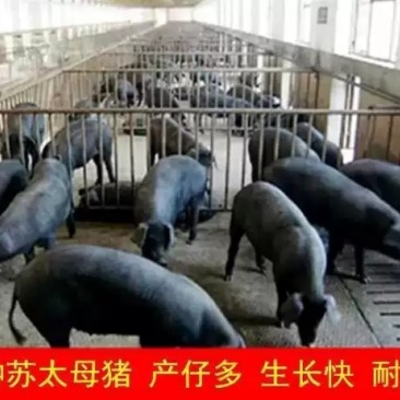 苏太母猪