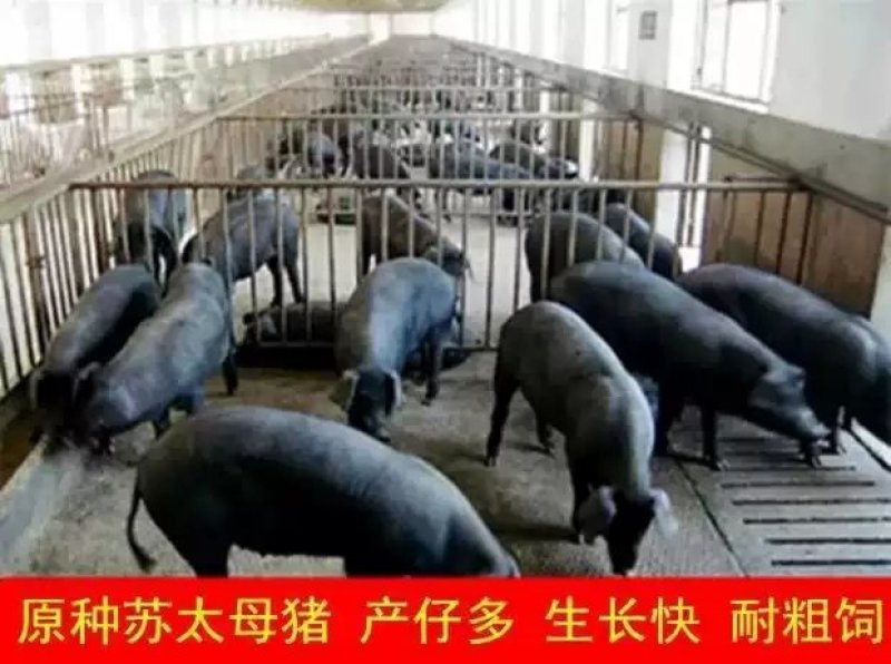 苏太母猪