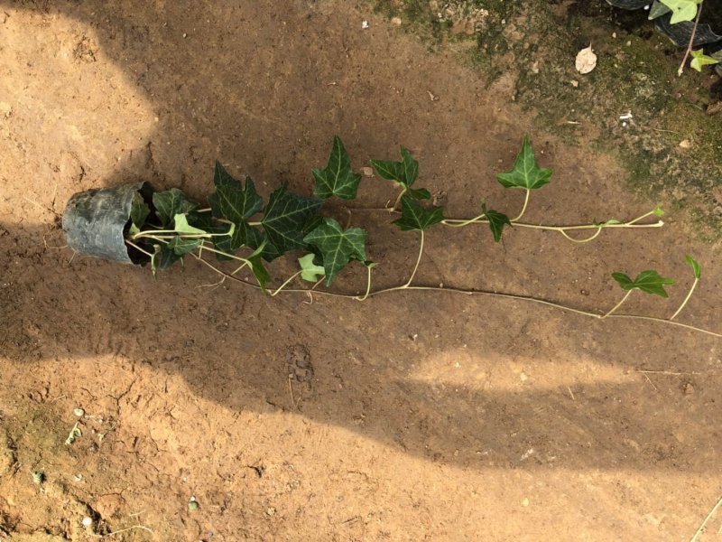 常春藤，规格齐全，基地直销大量有货常年供应各种草花苗木