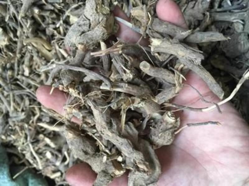 羊耳菊，常年批发供应冷背中药材，羊耳菊根
