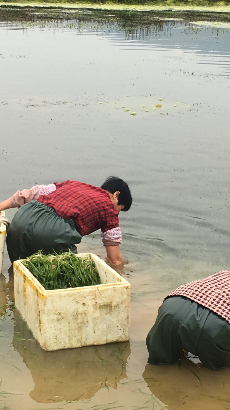 水质净化虾蟹养殖必备四季青矮苦草基地直供全国发货