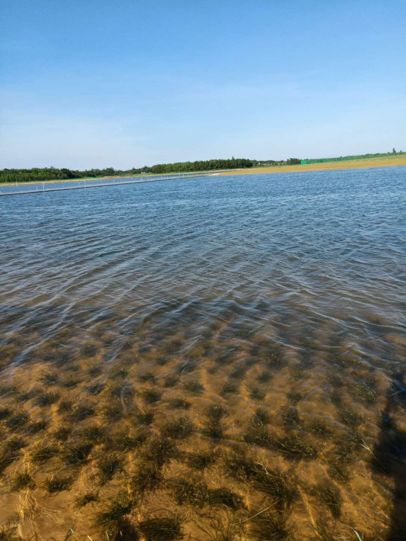 水质净化虾蟹养殖必备四季青矮苦草基地直供全国发货