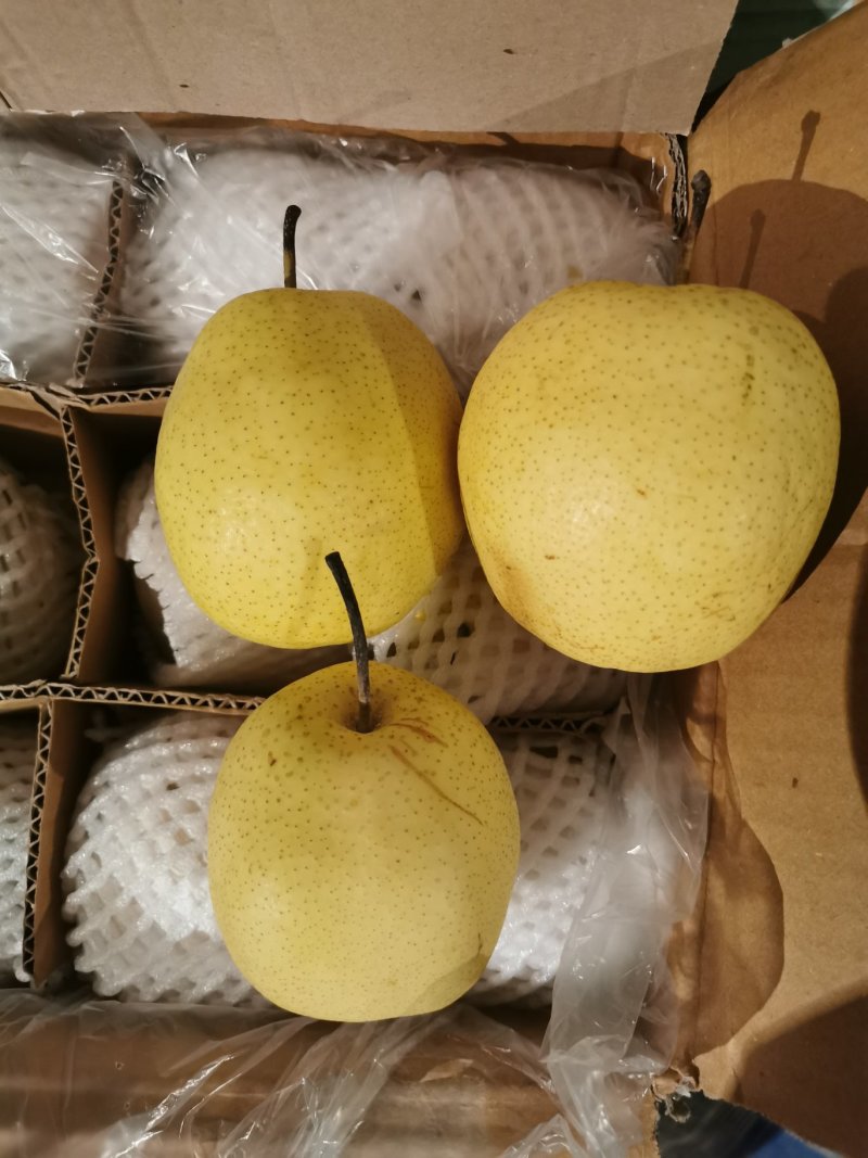 雪花梨一级大果果形饱满甘甜爽脆【冷库/鲜货】