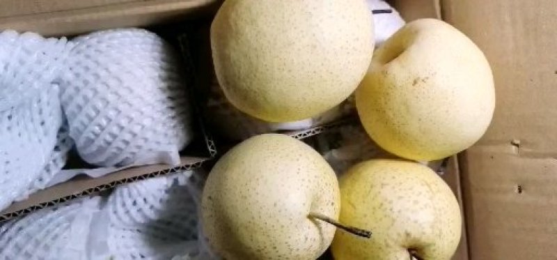 雪花梨一级大果果形饱满甘甜爽脆【冷库/鲜货】