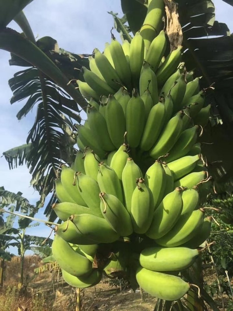 粉蕉芭蕉树上自然熟，一件代发