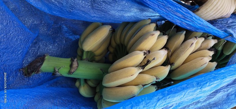粉蕉芭蕉树上自然熟，一件代发