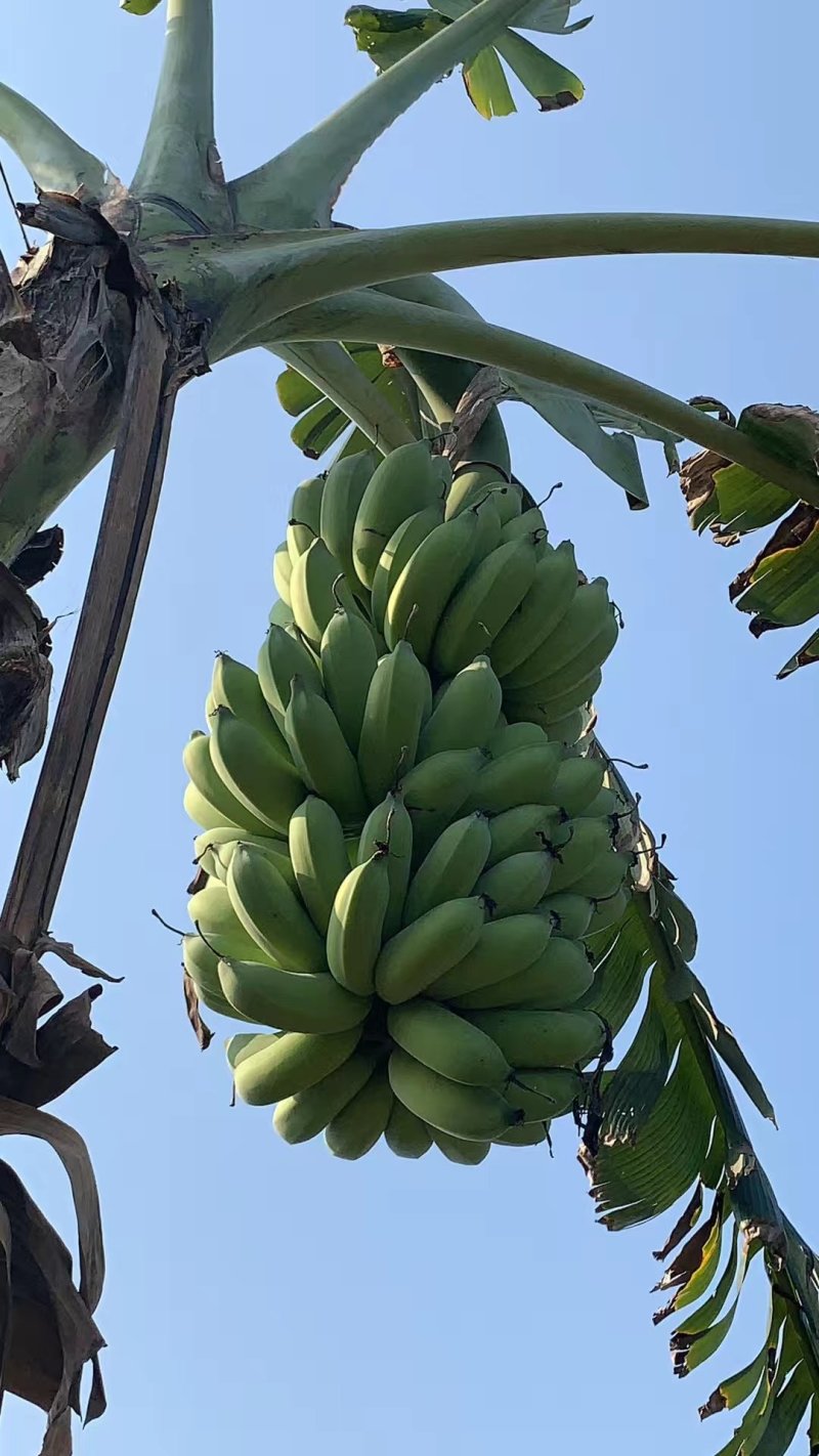 粉蕉芭蕉树上自然熟，一件代发