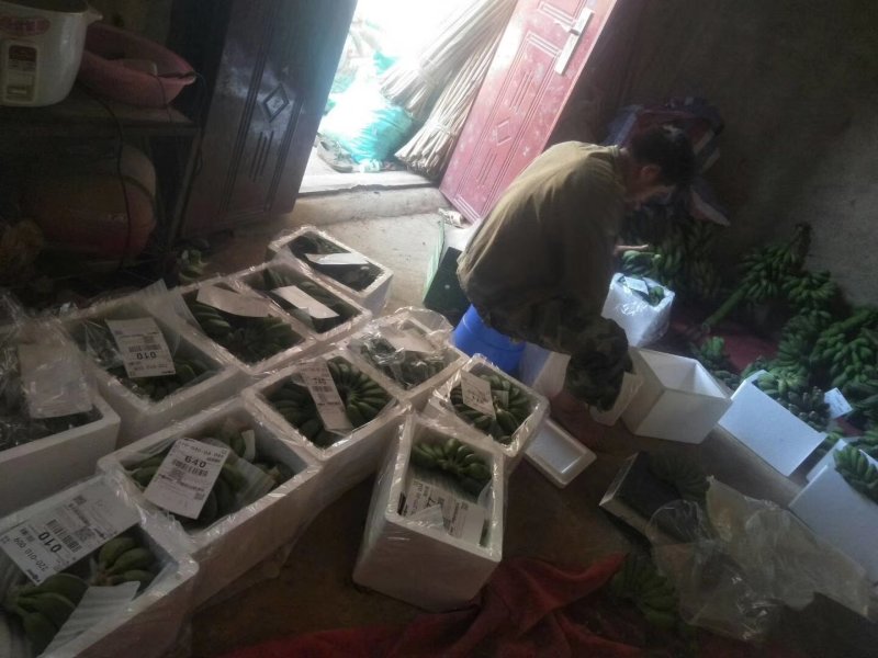 粉蕉芭蕉树上自然熟，一件代发