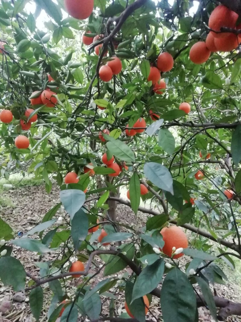 奉节脐橙