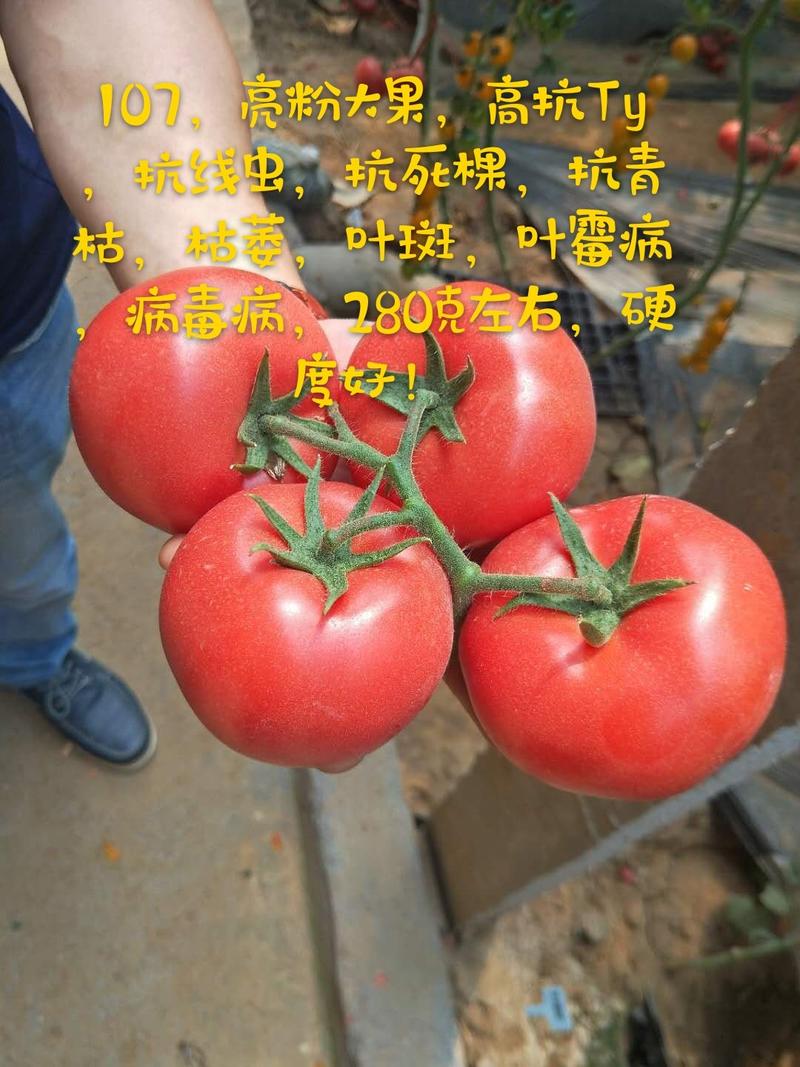 大粉果番茄抗病更强，大果280克，硬度高，抗TY，高产