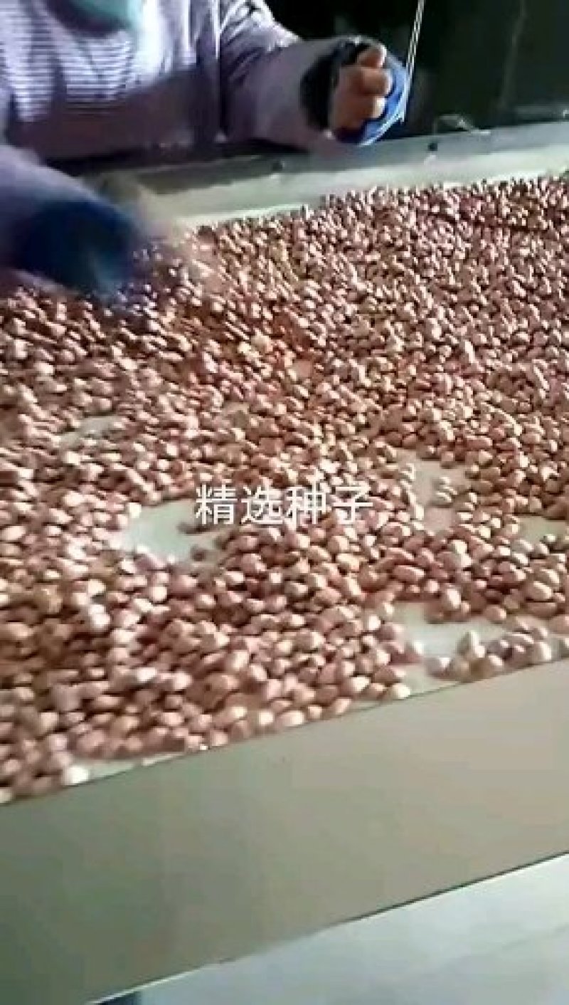 手工挑选鲁系花生种子上榜品牌验实发芽率98以上出油率高