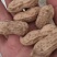 手工挑选鲁系花生种子上榜品牌验实发芽率98以上出油率高