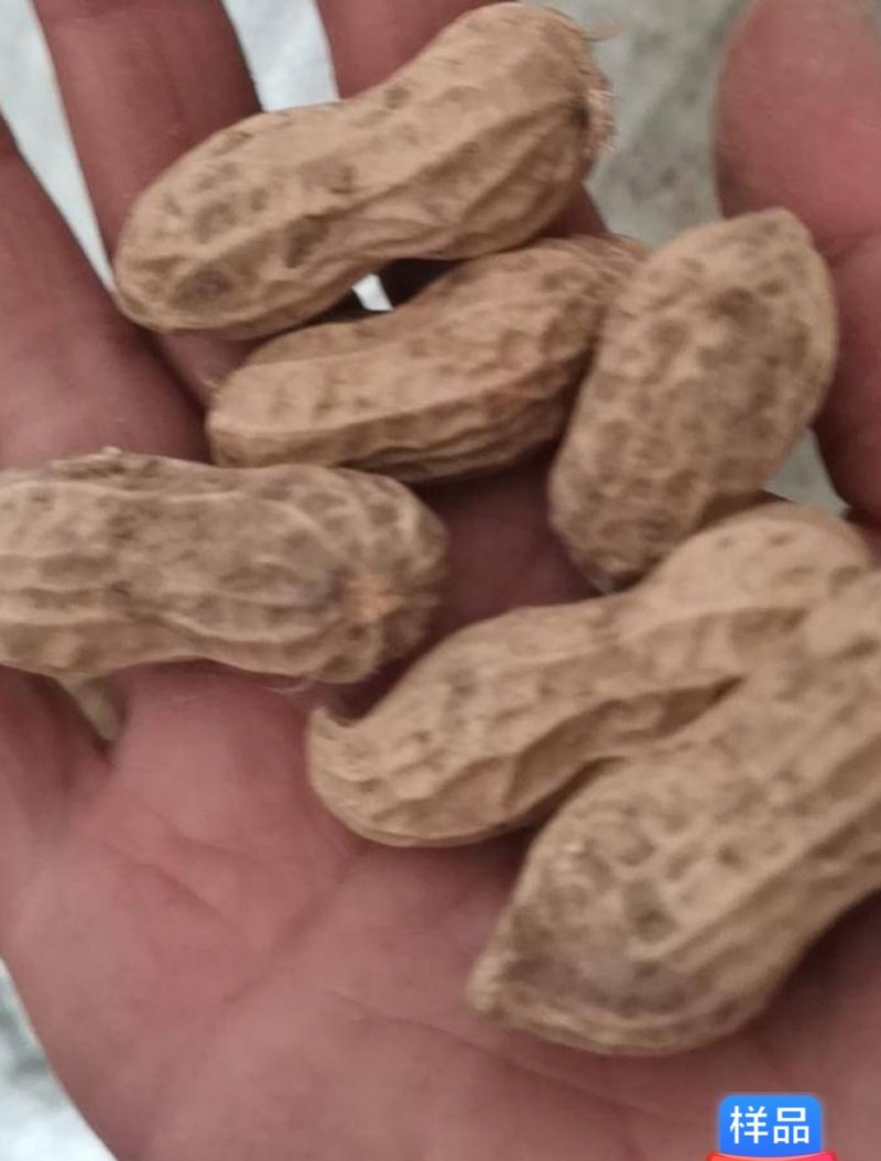 手工挑选鲁系花生种子上榜品牌验实发芽率98以上出油率高