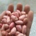 手工挑选鲁系花生种子上榜品牌验实发芽率98以上出油率高