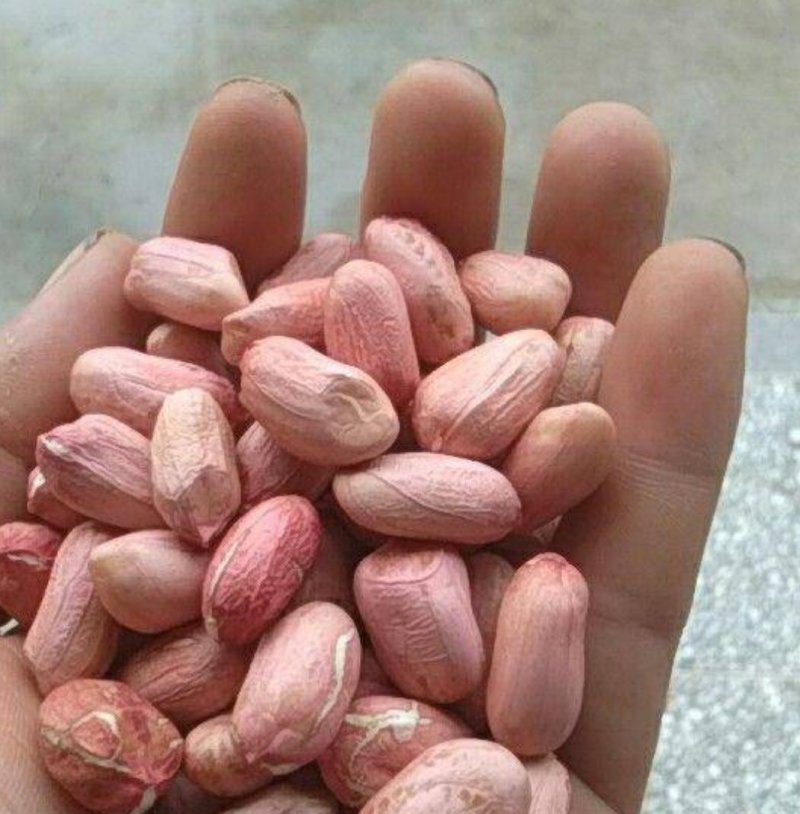手工挑选鲁系花生种子上榜品牌验实发芽率98以上出油率高
