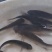 精品草鱼苗保成活率抗病毒成长快质量保证量大从优