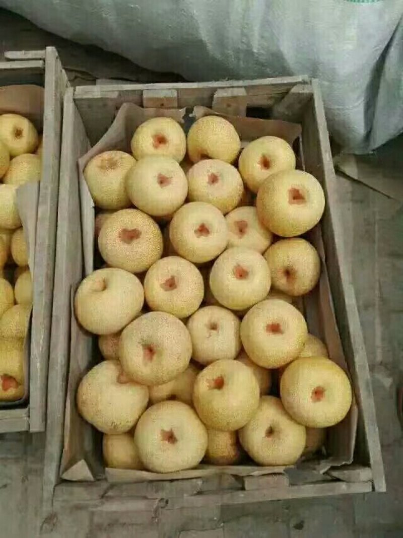 砀山酥梨已大量上市，现釆现装，保质保量，代发全国