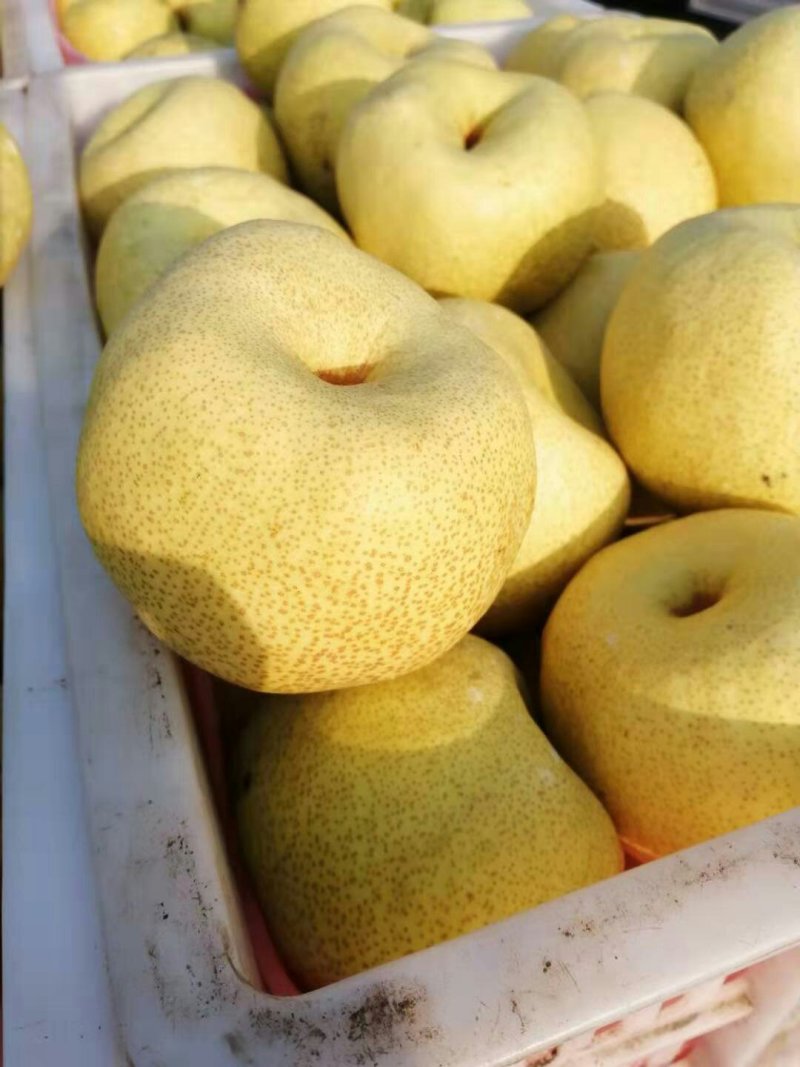 砀山酥梨已大量上市，现釆现装，保质保量，代发全国