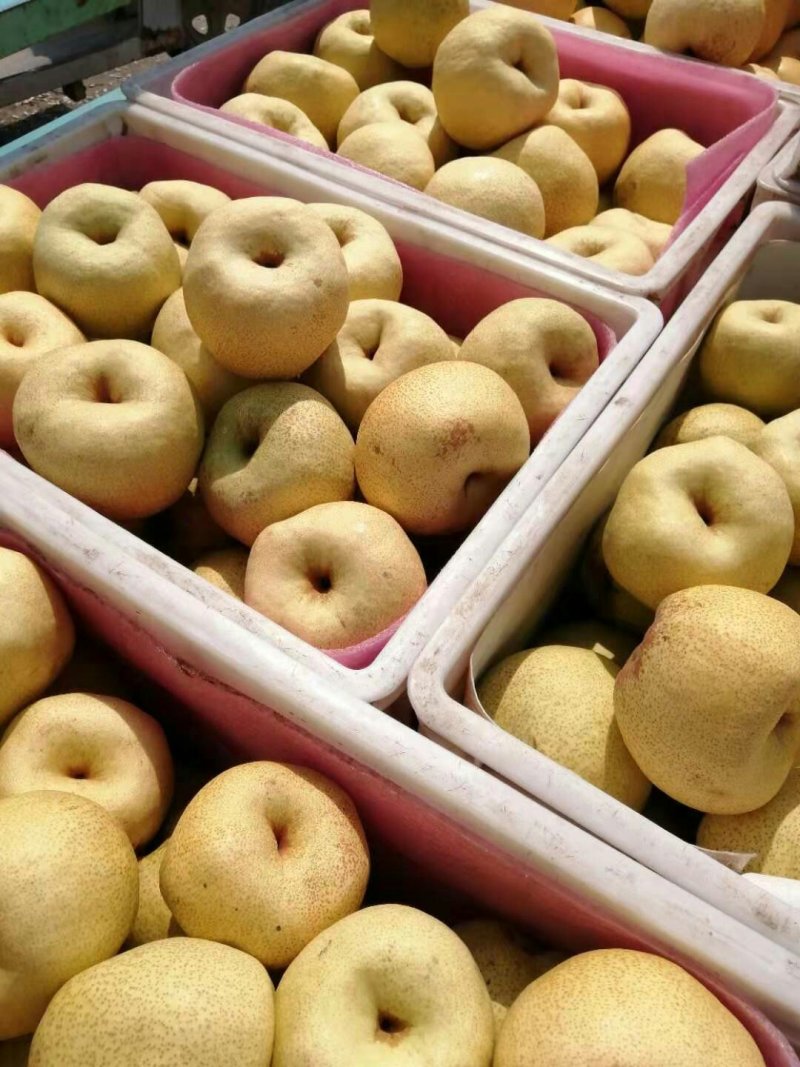 砀山酥梨已大量上市，现釆现装，保质保量，代发全国