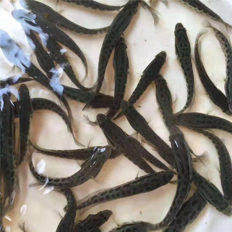 精品草鱼苗保成活率抗病毒成长快质量保证量大从优