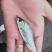 精品草鱼苗保成活率抗病毒成长快质量保证量大从优