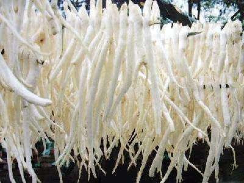 四川川明参，明沙参，沙参自家种植支持视频看货