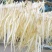 四川川明参，明沙参，沙参自家种植支持视频看货