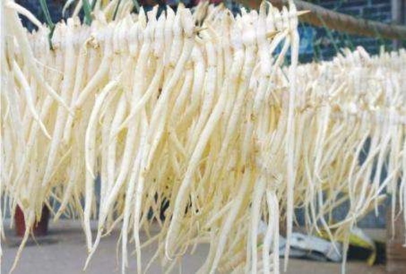 四川川明参，明沙参，沙参自家种植支持视频看货