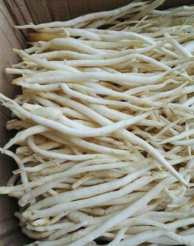 四川川明参，明沙参，沙参自家种植支持视频看货