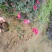 月季月月红、月月花、长春花、四季花、胜春