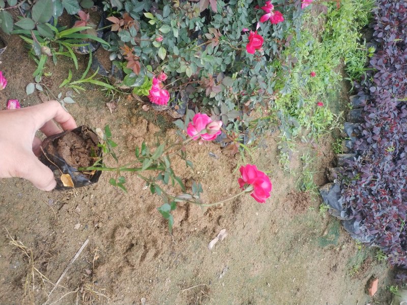 月季月月红、月月花、长春花、四季花、胜春