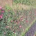 月季月月红、月月花、长春花、四季花、胜春