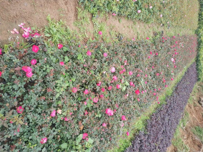 月季月月红、月月花、长春花、四季花、胜春