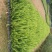 肾蕨排骨草圆羊齿、篦子草、凤凰蛋、蜈蚣草、石黄皮