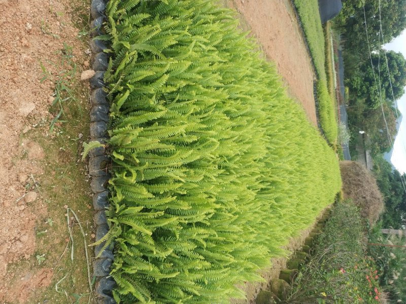 肾蕨排骨草圆羊齿、篦子草、凤凰蛋、蜈蚣草、石黄皮