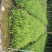 肾蕨排骨草圆羊齿、篦子草、凤凰蛋、蜈蚣草、石黄皮