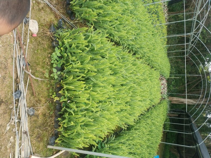 肾蕨排骨草圆羊齿、篦子草、凤凰蛋、蜈蚣草、石黄皮