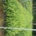 肾蕨排骨草圆羊齿、篦子草、凤凰蛋、蜈蚣草、石黄皮
