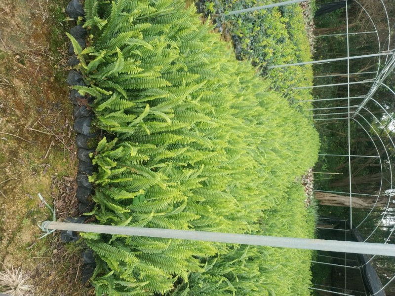 肾蕨排骨草圆羊齿、篦子草、凤凰蛋、蜈蚣草、石黄皮