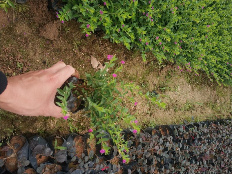满天星萼距花紫花满天星精品货源大量供应